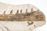 Fossil Mosasaur (Tethysaurus) Jaw Association - Asfla, Morocco #215144-2